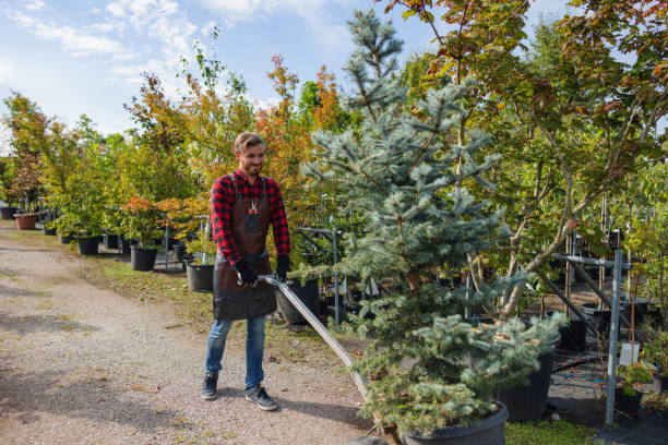 How Our Tree Care Process Works  in Granite Quarry, NC